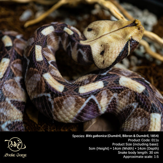 Gaboon viper/Bitis gabonica (Duméril, Bibron & Duméril, 1854) Resin Model