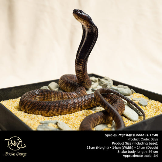 Egyptian cobra/ Naja haje Resin Model
