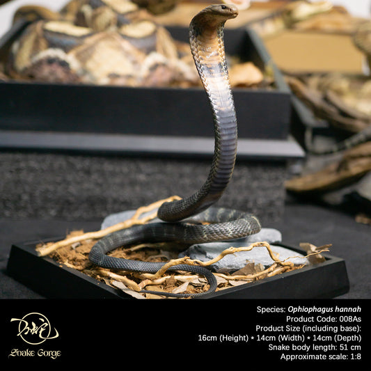 Northern King Cobra/Ophiophagus hannah Resin Model