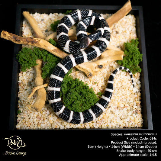 Banded Krait / Bungarus multicinctus Resin Model