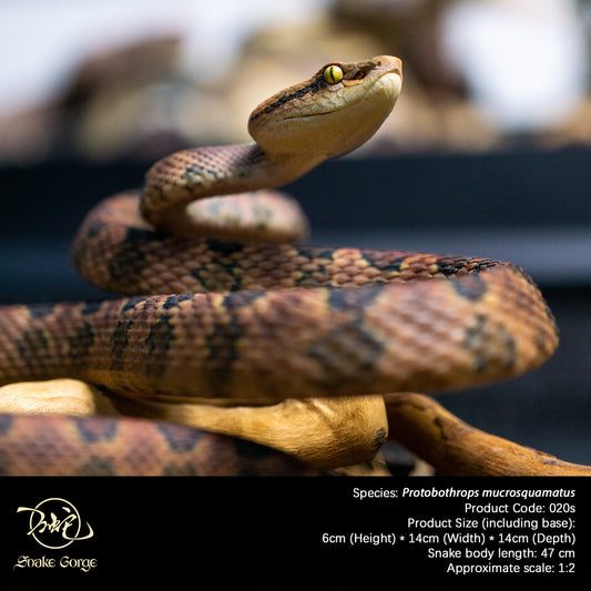 Pointed-scaled Pit Viper / Protobothrops mucrosquamatus Resin Model