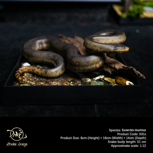 Green Anaconda/Eunectes murinus Resin Model