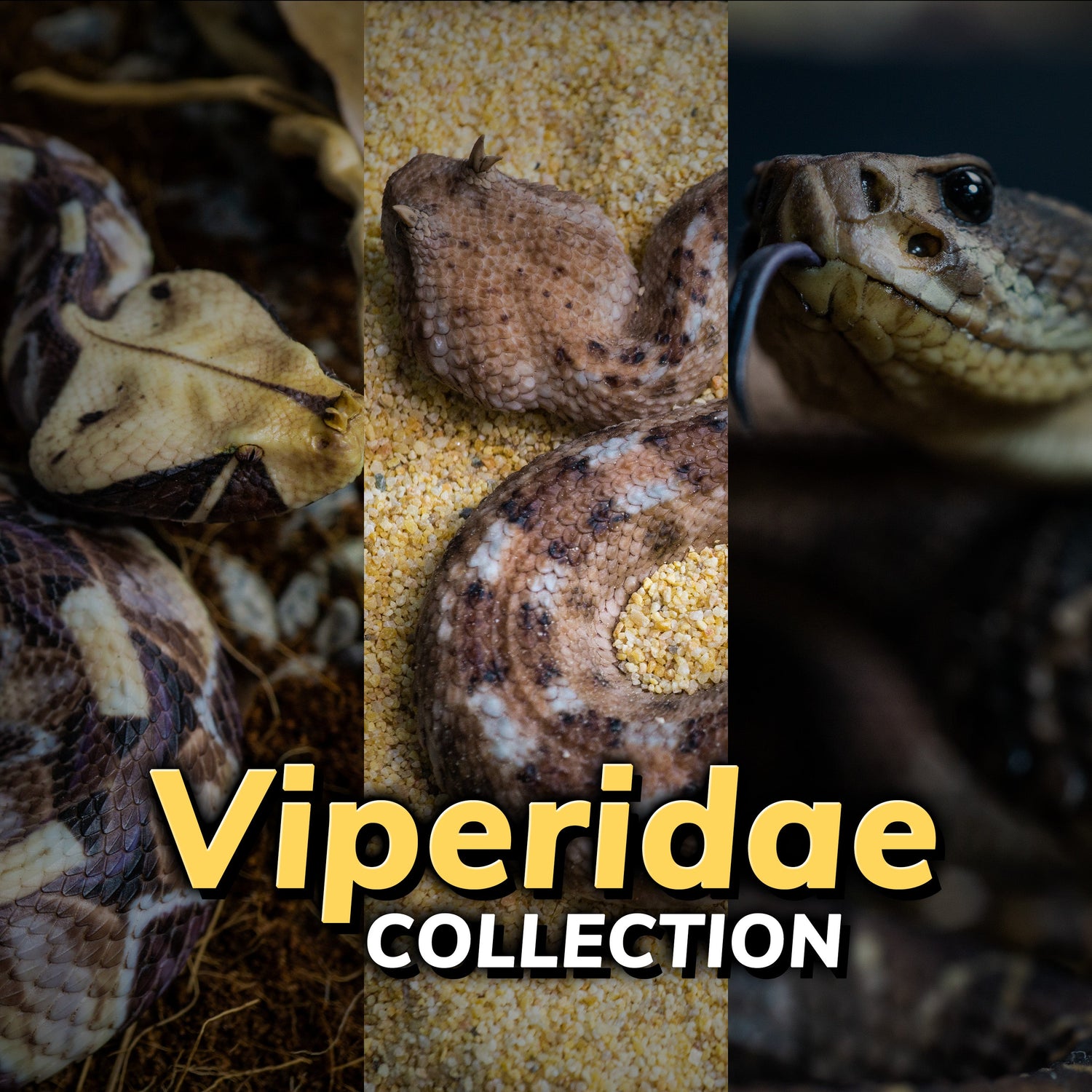 Viperidae