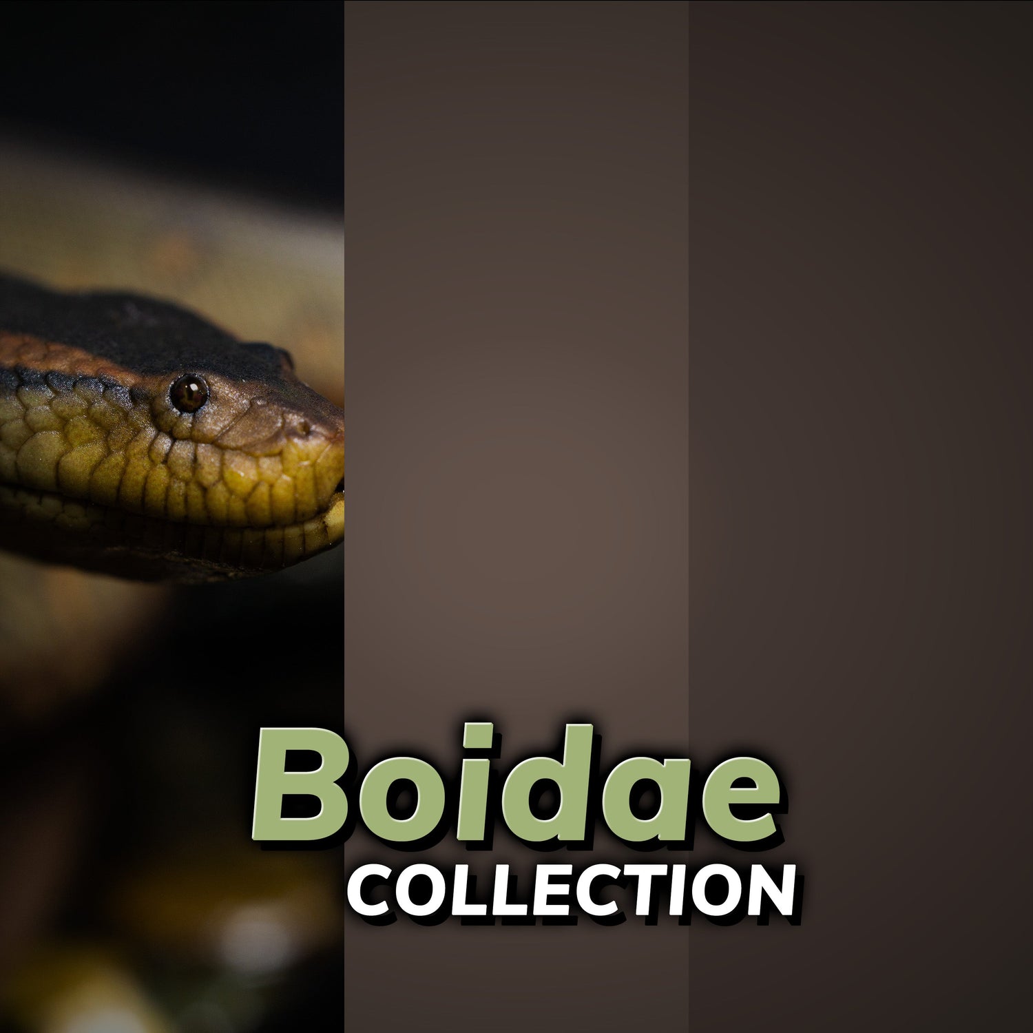 Boidae