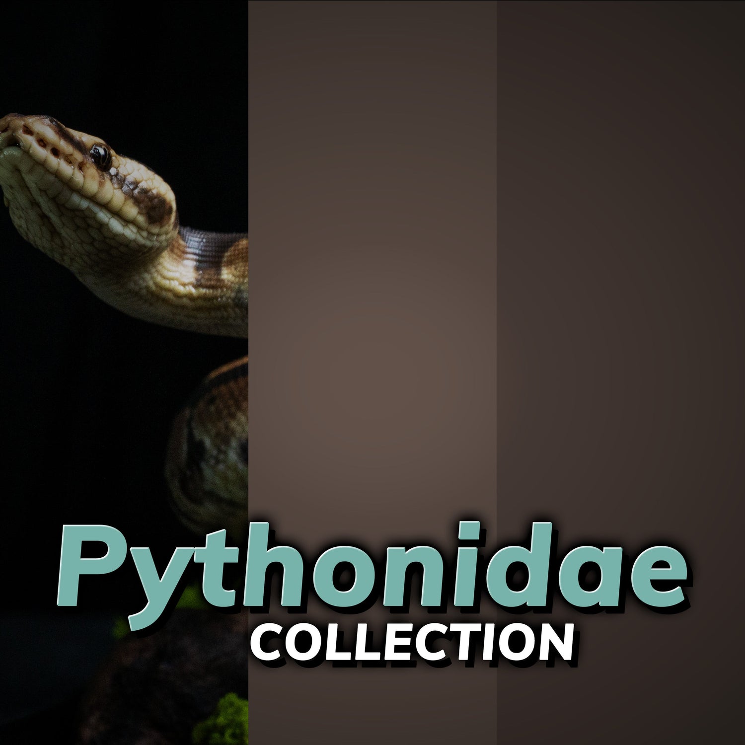 Pythonidae