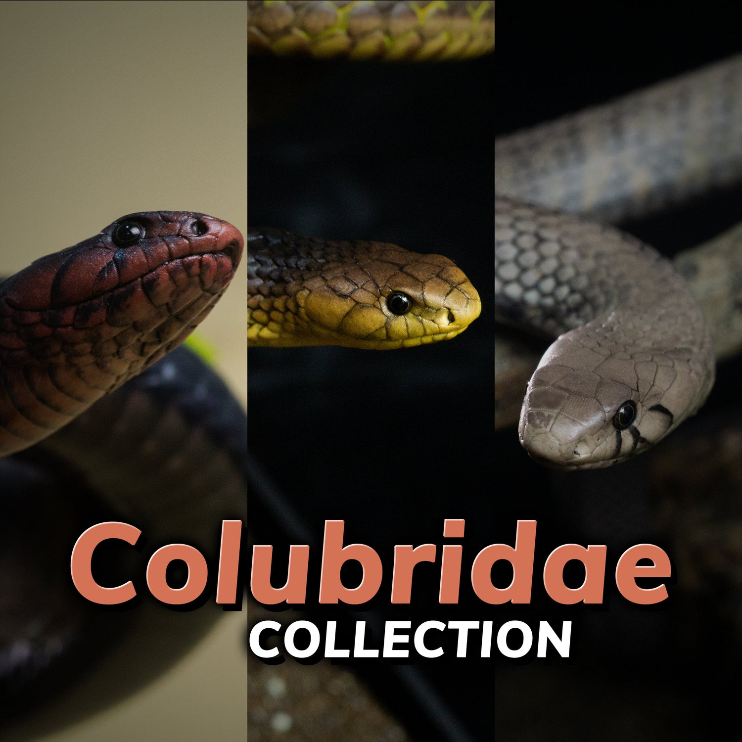 Colubridae