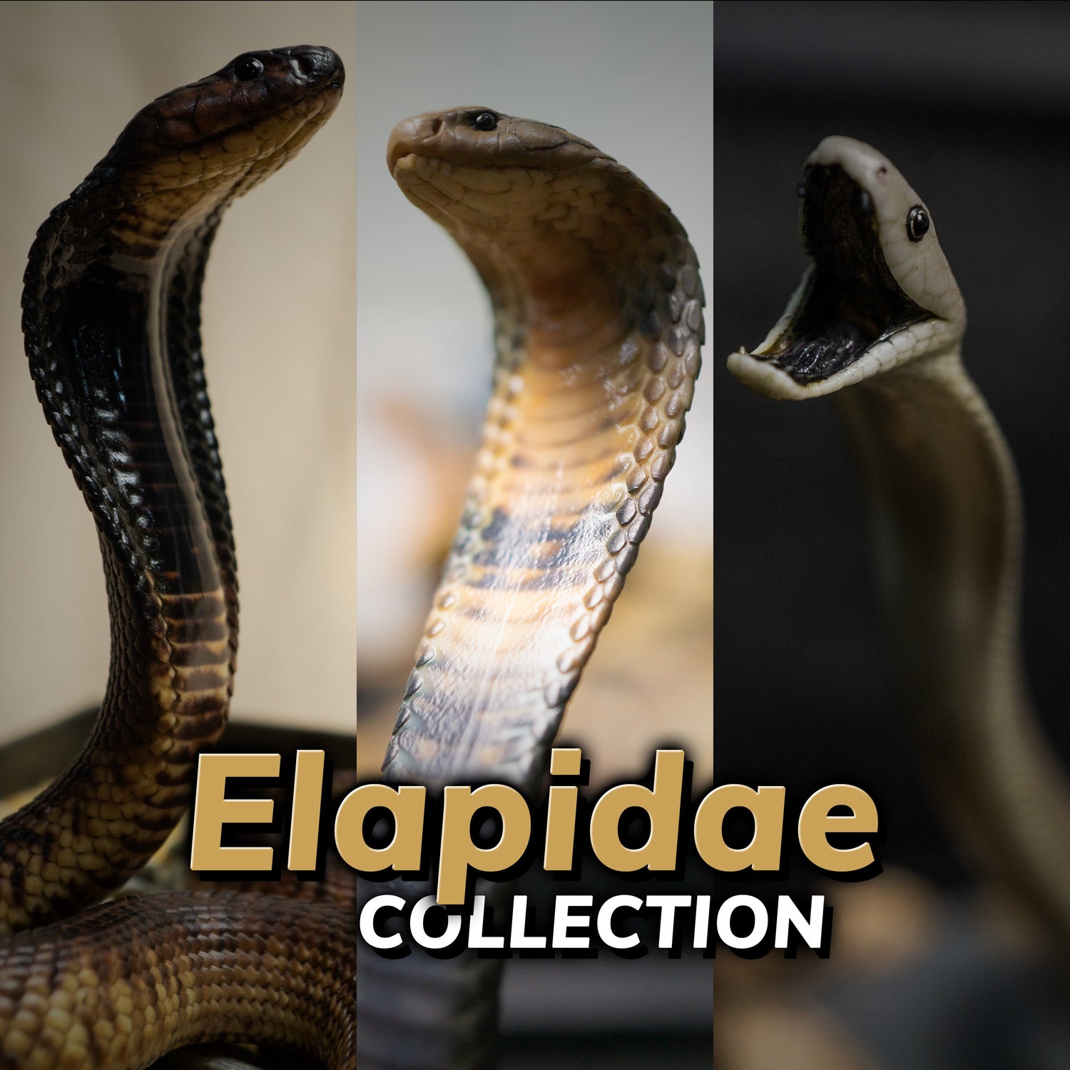 Elapidae