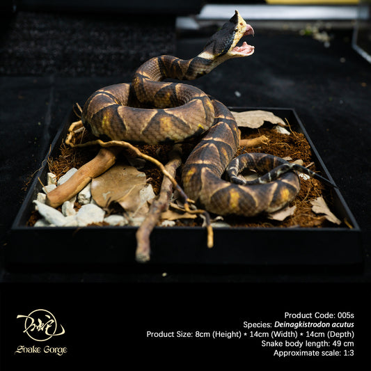 Chinese Moccasin/Deinagkistrodon acutus (Günther, 1888) Resin Model