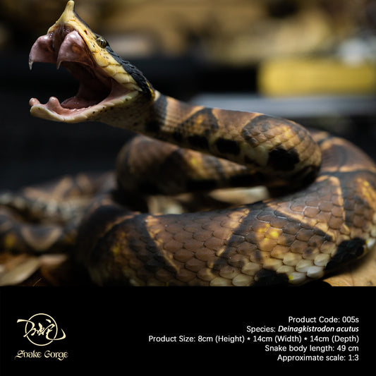 Chinese Moccasin/Deinagkistrodon acutus (Günther, 1888) Resin Model