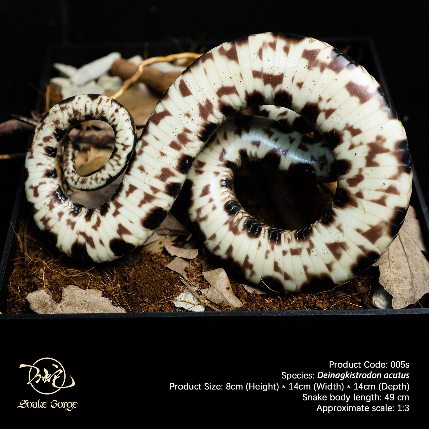 Chinese Moccasin/Deinagkistrodon acutus (Günther, 1888) Resin Model
