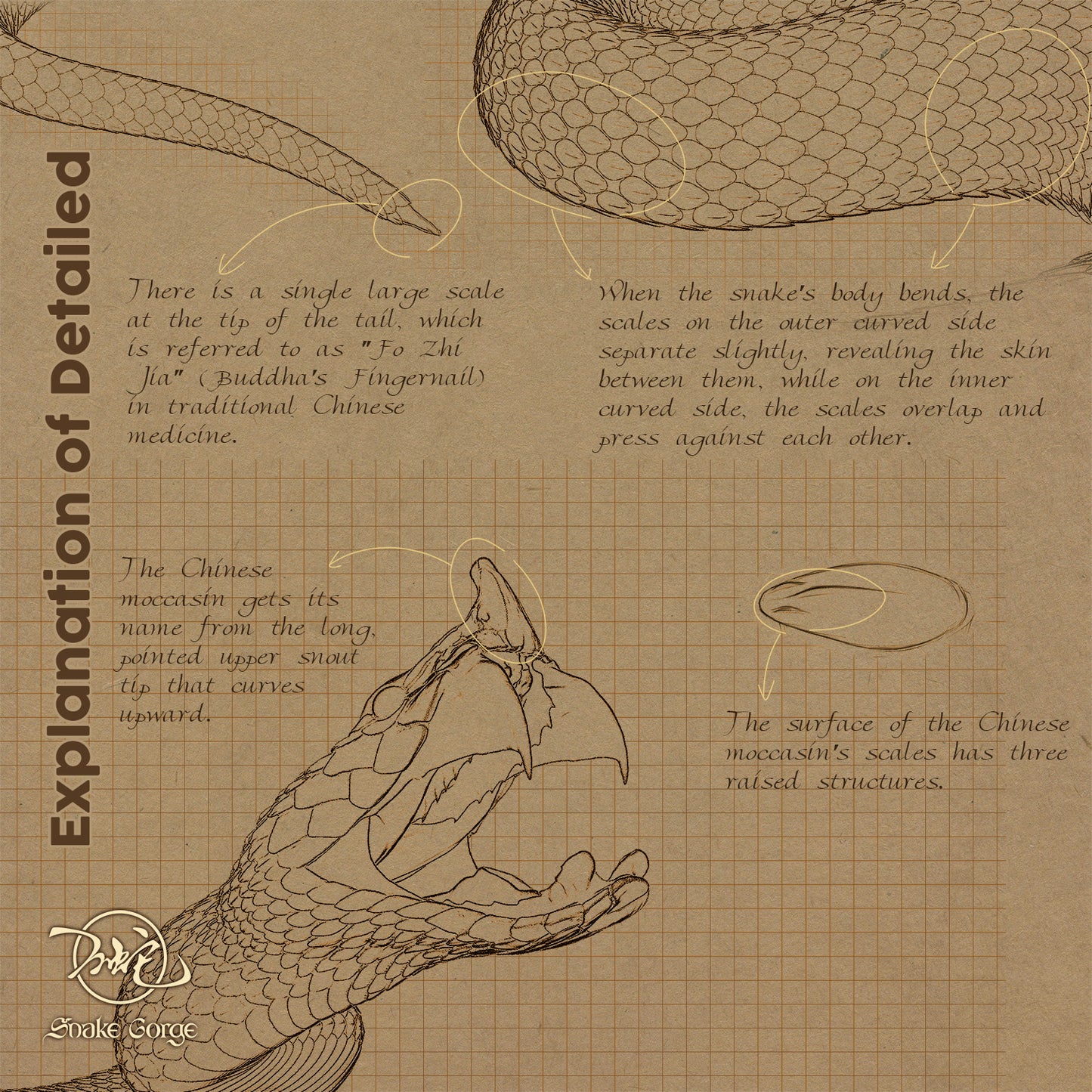 Chinese Moccasin/Deinagkistrodon acutus (Günther, 1888) Resin Model