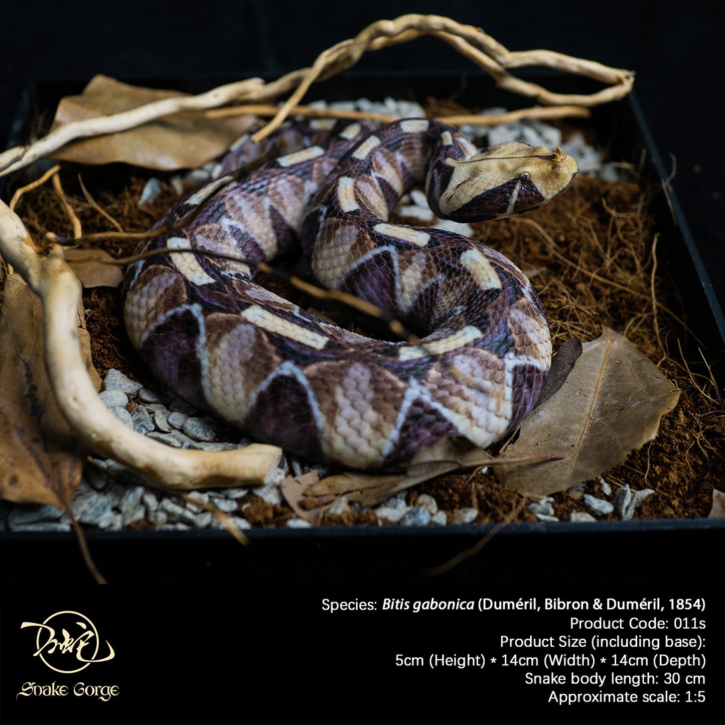 Gaboon viper/Bitis gabonica (Duméril, Bibron & Duméril, 1854) Resin Model