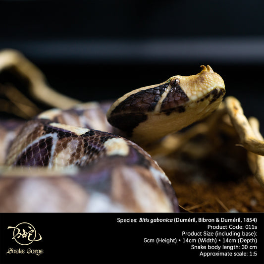 Gaboon viper/Bitis gabonica (Duméril, Bibron & Duméril, 1854) Resin Model