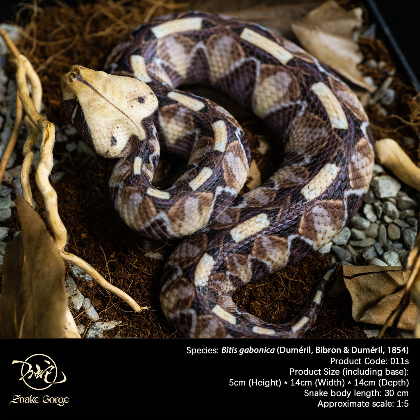 Gaboon viper/Bitis gabonica (Duméril, Bibron & Duméril, 1854) Resin Model