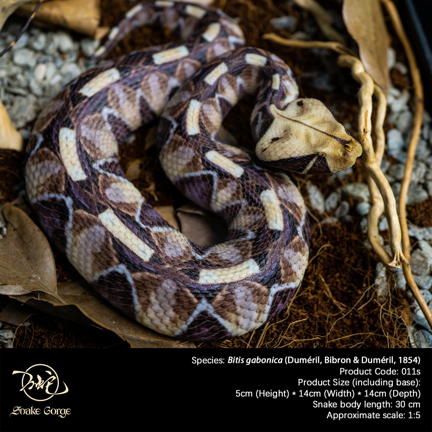 Gaboon viper/Bitis gabonica (Duméril, Bibron & Duméril, 1854) Resin Model