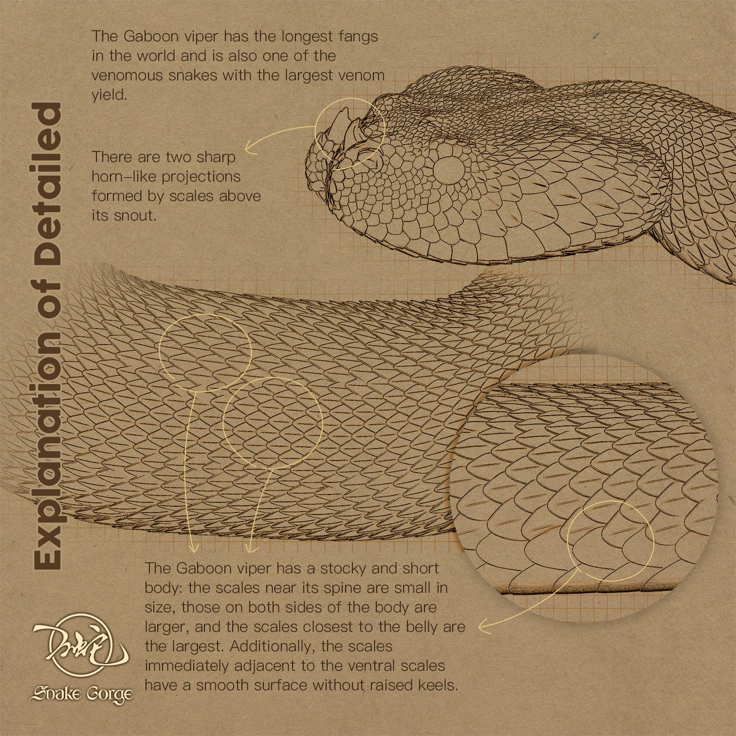 Gaboon viper/Bitis gabonica (Duméril, Bibron & Duméril, 1854) Resin Model