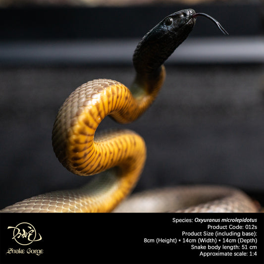 Inland Taipan/Oxyuranus microlepidotus Resin Model