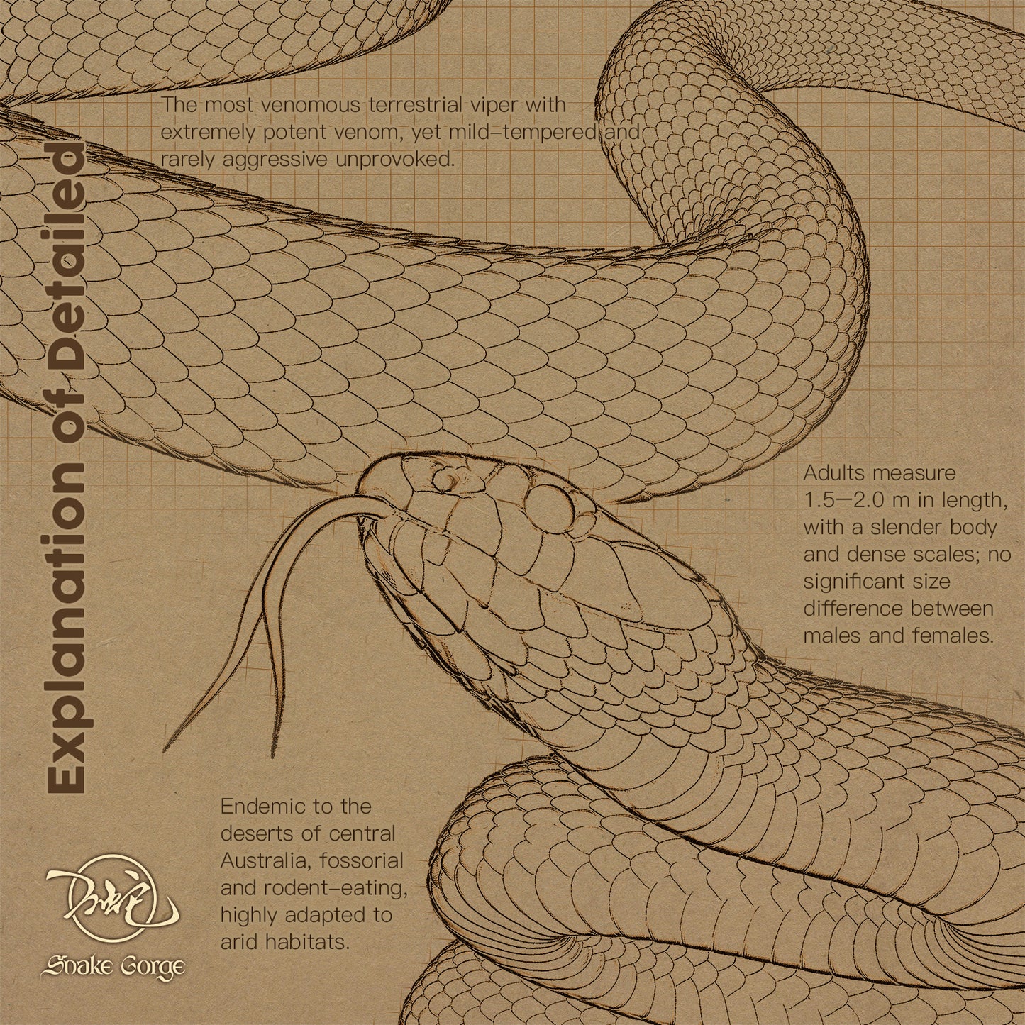 Inland Taipan/Oxyuranus microlepidotus Resin Model