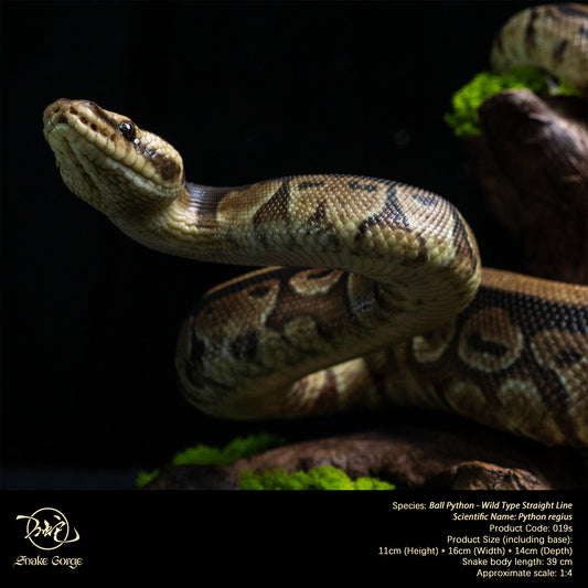 Ball Python - Wild Type Straight Line/ Python regius Resin Model