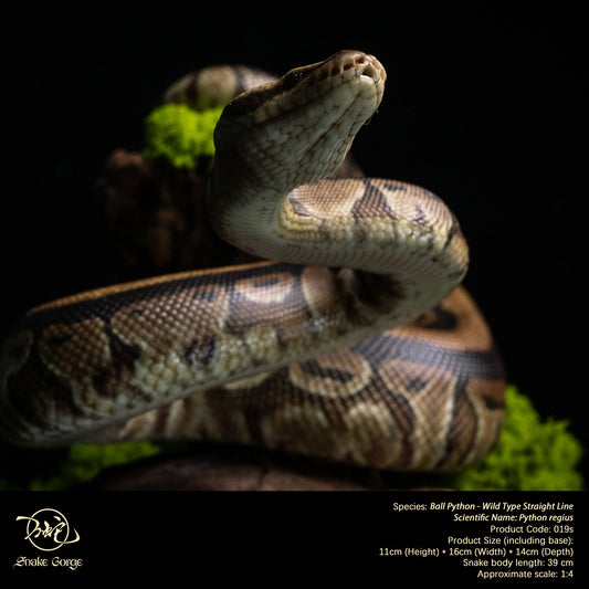 Ball Python - Wild Type Straight Line/ Python regius Resin Model