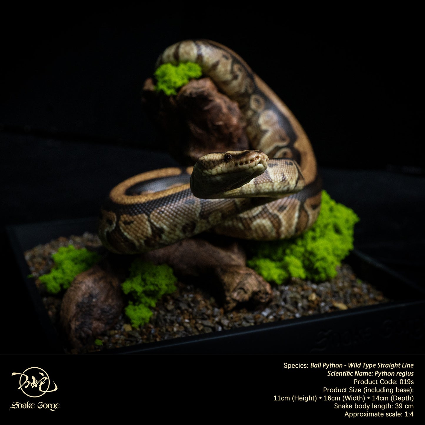 Ball Python - Wild Type Straight Line/ Python regius Resin Model