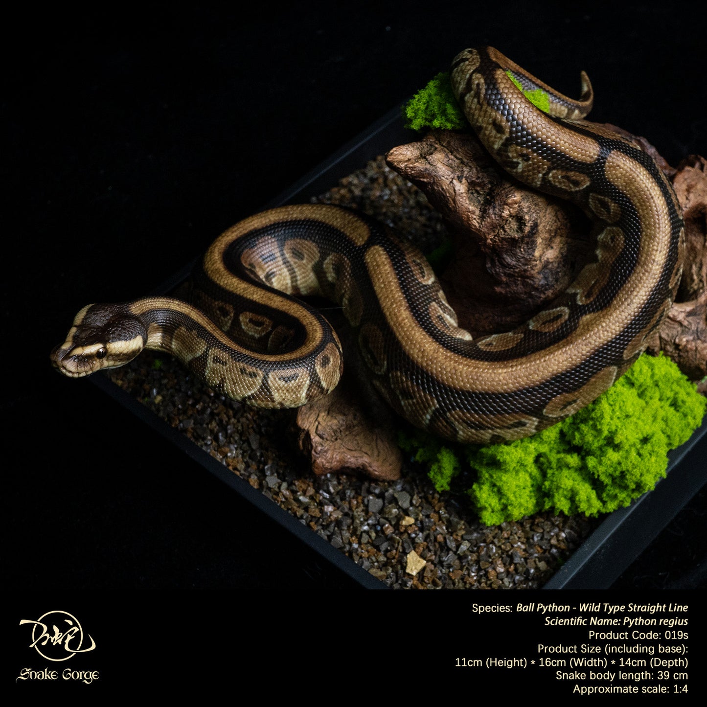 Ball Python - Wild Type Straight Line/ Python regius Resin Model