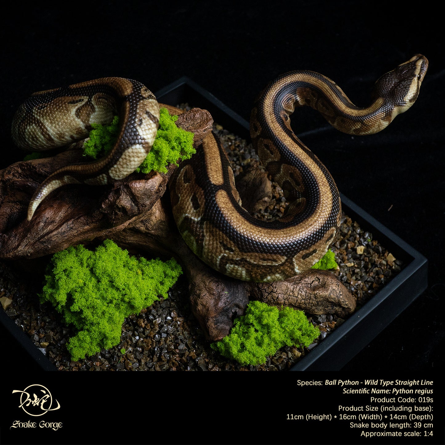 Ball Python - Wild Type Straight Line/ Python regius Resin Model