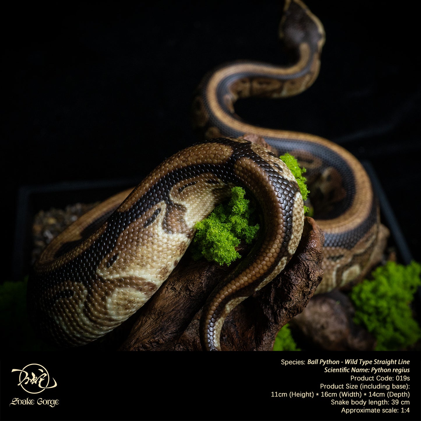 Ball Python - Wild Type Straight Line/ Python regius Resin Model
