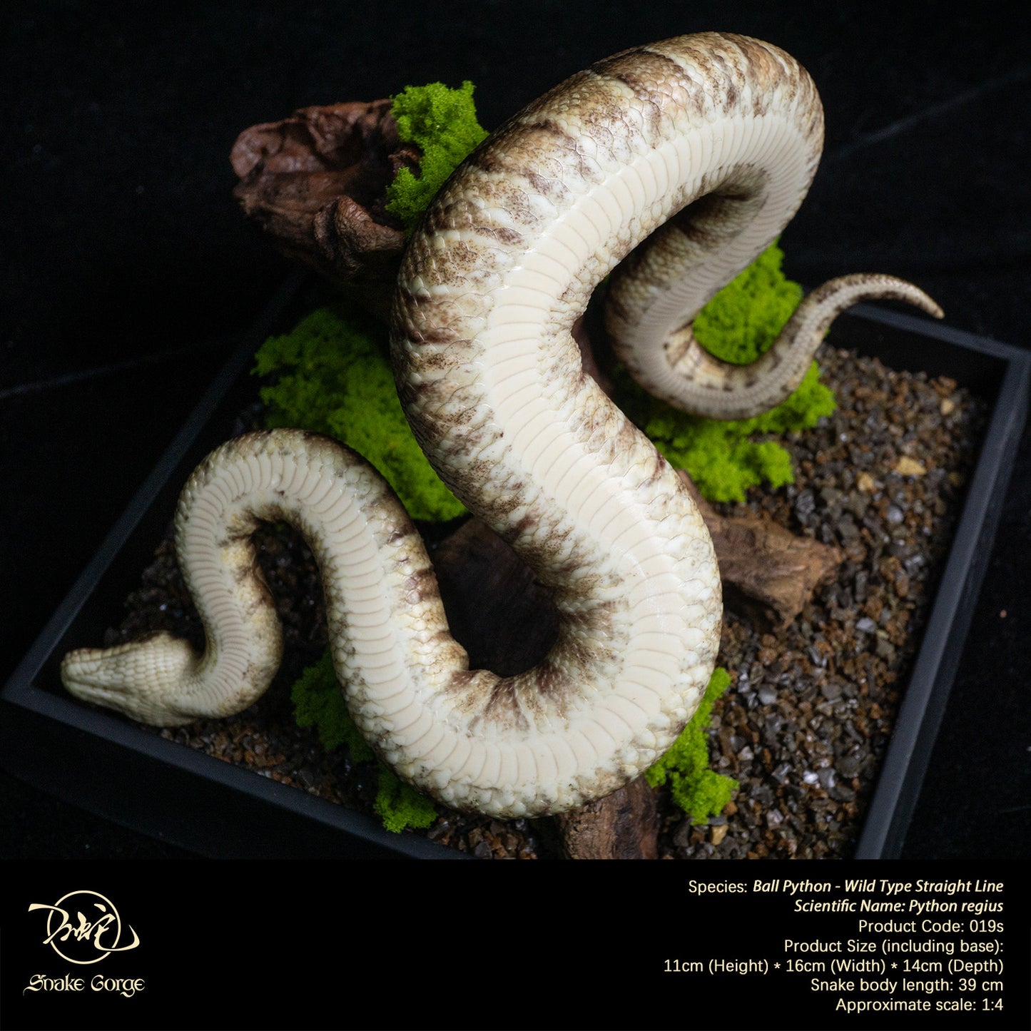 Ball Python - Wild Type Straight Line/ Python regius Resin Model