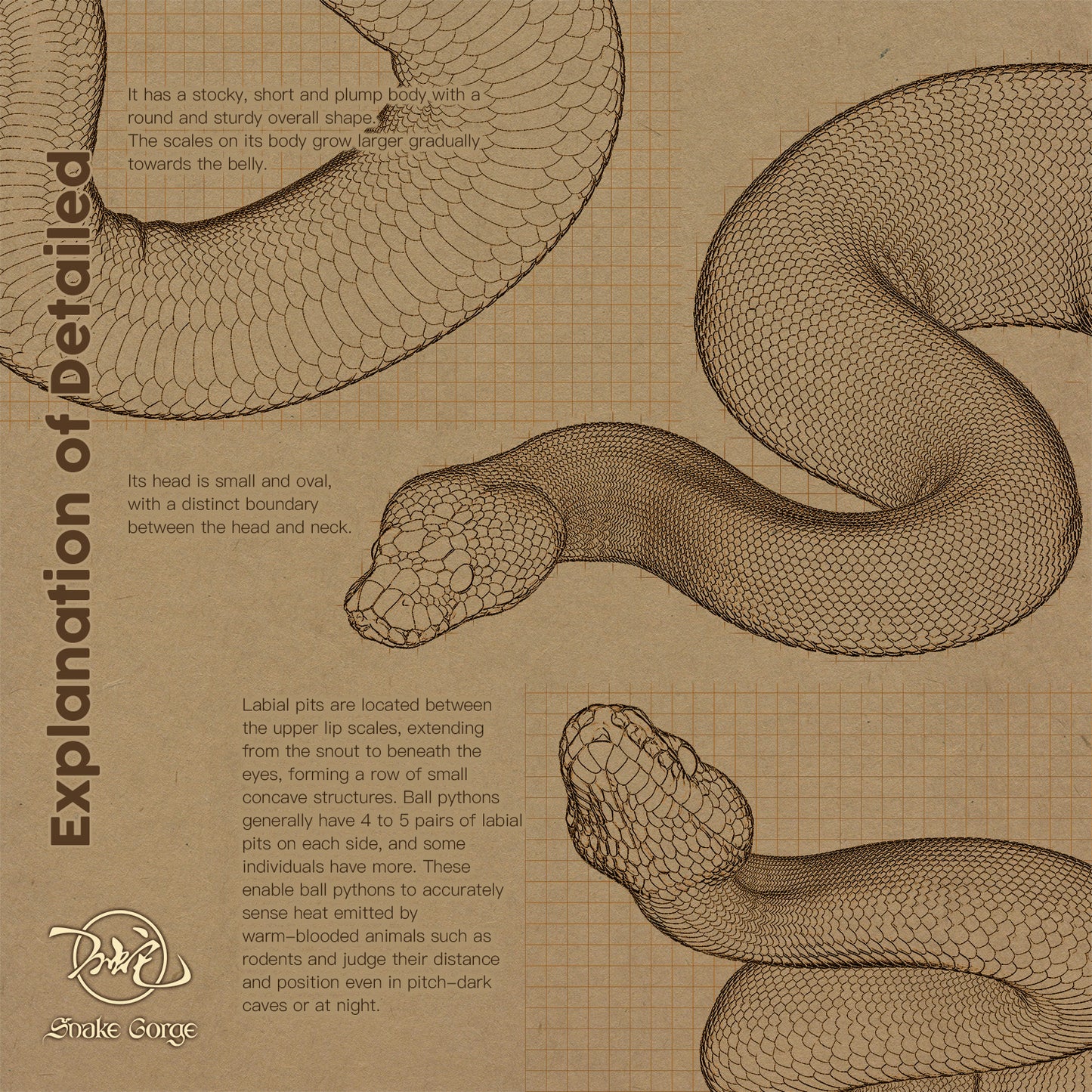 Ball Python - Wild Type Straight Line/ Python regius Resin Model