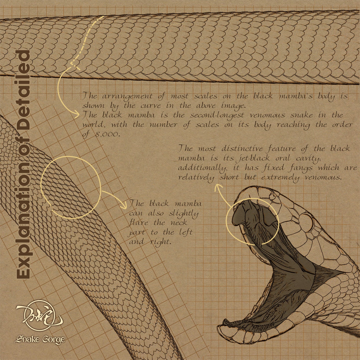 Black Mamba/Dendroaspis polylepis Resin Model