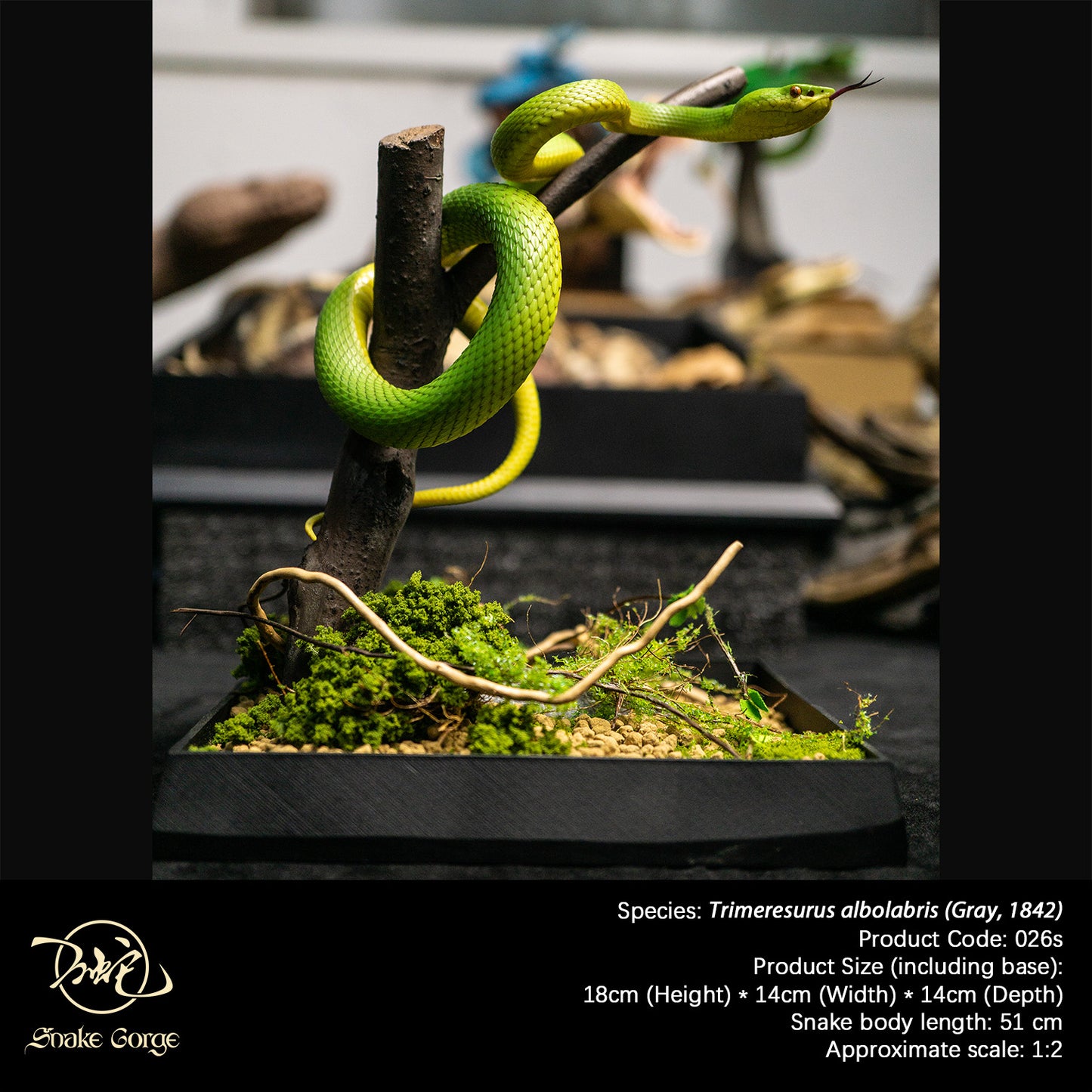 White-lipped Tree Viper / Trimeresurus albolabris (Gray, 1842) Resin Model