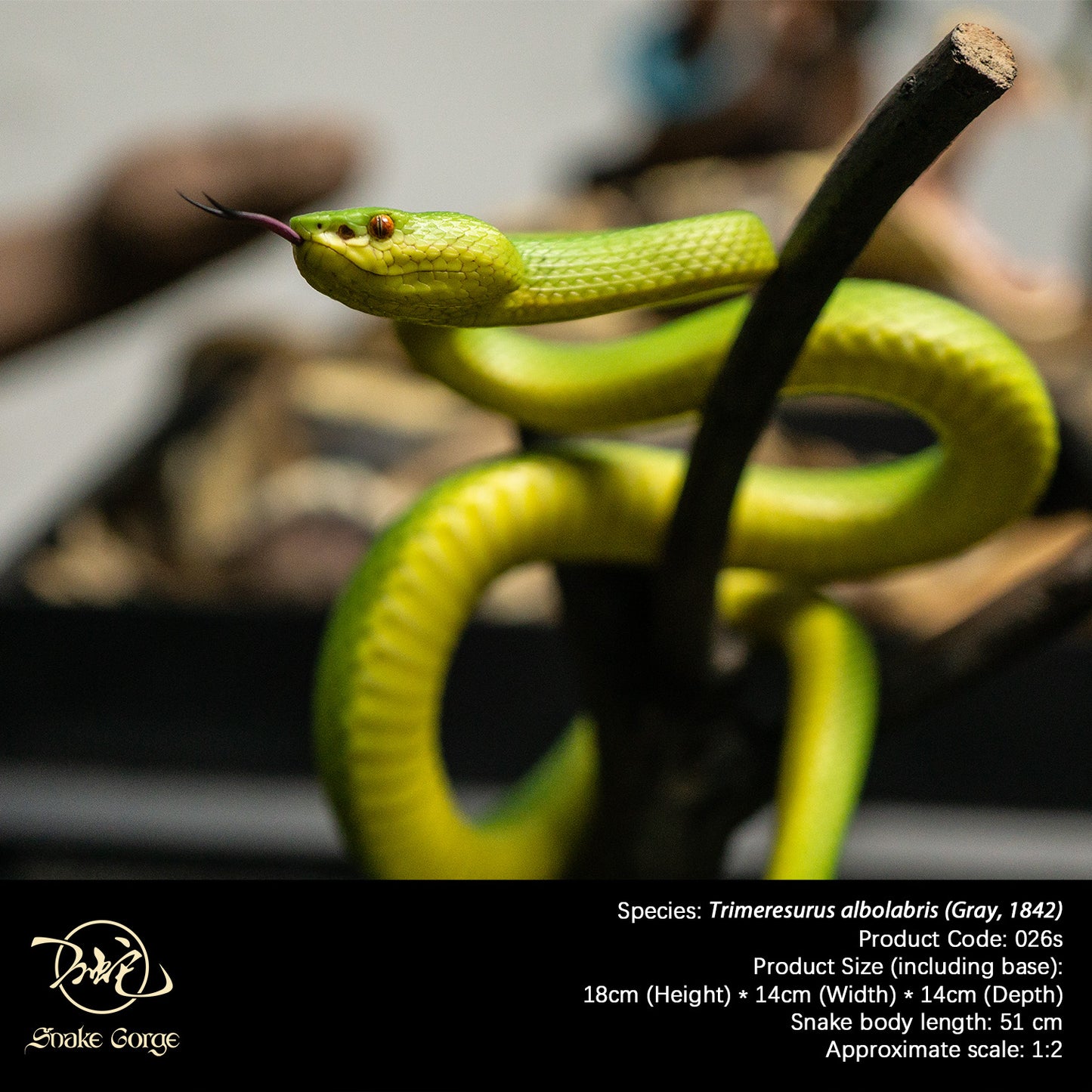 White-lipped Tree Viper / Trimeresurus albolabris (Gray, 1842) Resin Model