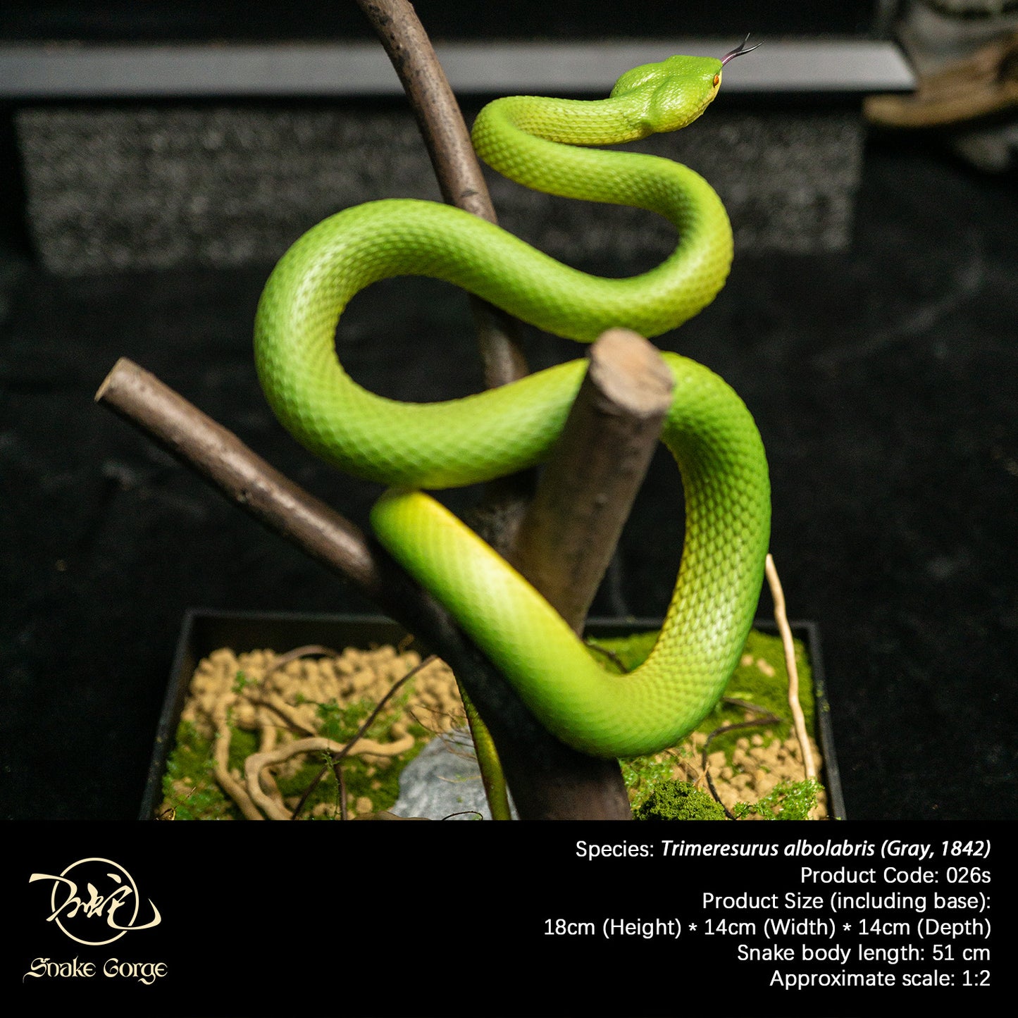 White-lipped Tree Viper / Trimeresurus albolabris (Gray, 1842) Resin Model