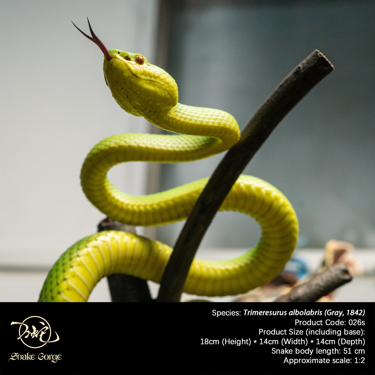 White-lipped Tree Viper / Trimeresurus albolabris (Gray, 1842) Resin Model