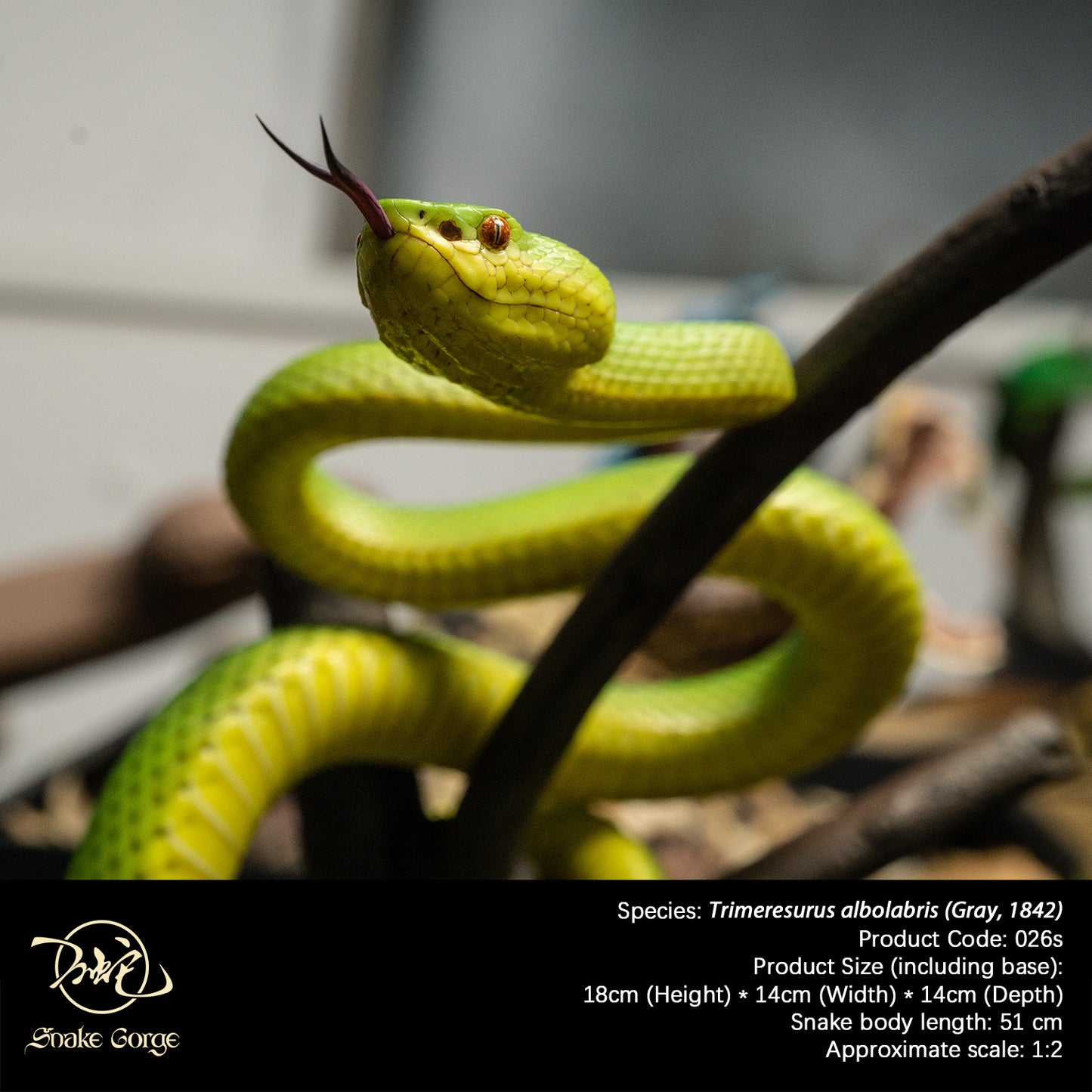 White-lipped Tree Viper / Trimeresurus albolabris (Gray, 1842) Resin Model