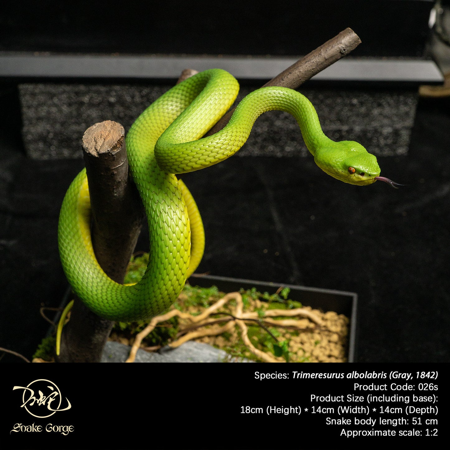 White-lipped Tree Viper / Trimeresurus albolabris (Gray, 1842) Resin Model
