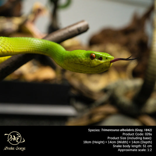White-lipped Tree Viper / Trimeresurus albolabris (Gray, 1842) Resin Model