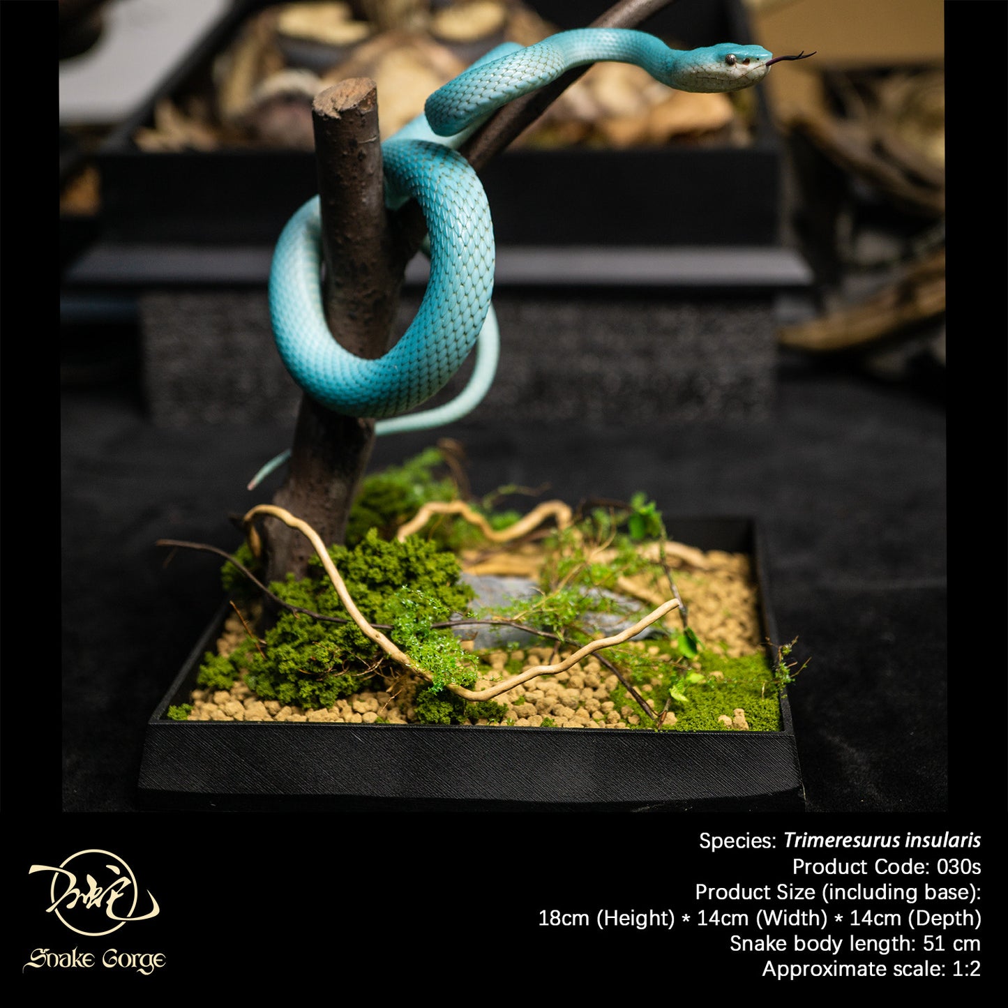 Blue Island Pit Viper/ Trimeresurus insularis Resin Model