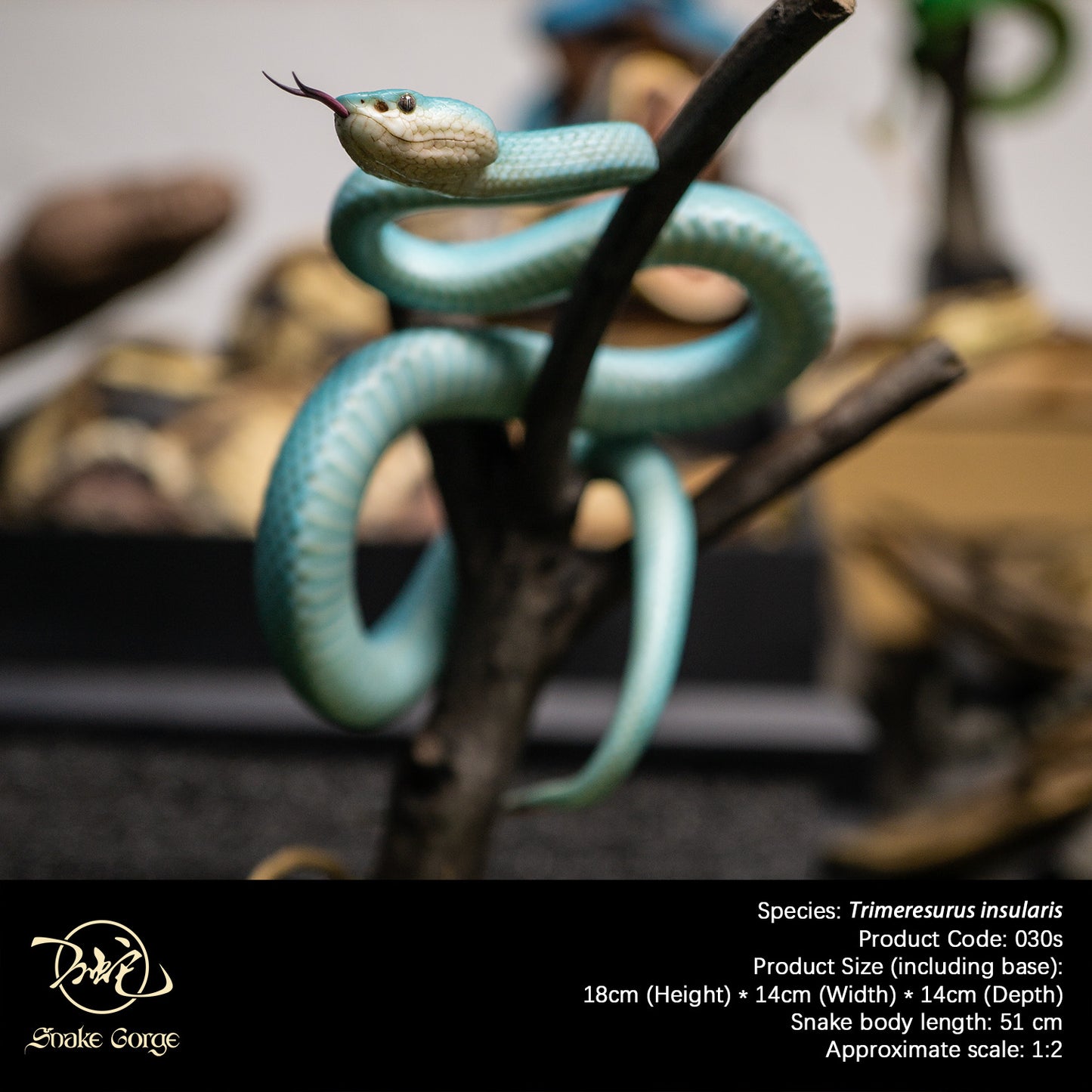 Blue Island Pit Viper/ Trimeresurus insularis Resin Model