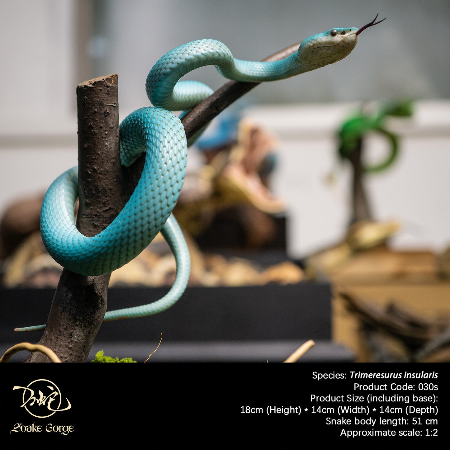 Blue Island Pit Viper/ Trimeresurus insularis Resin Model