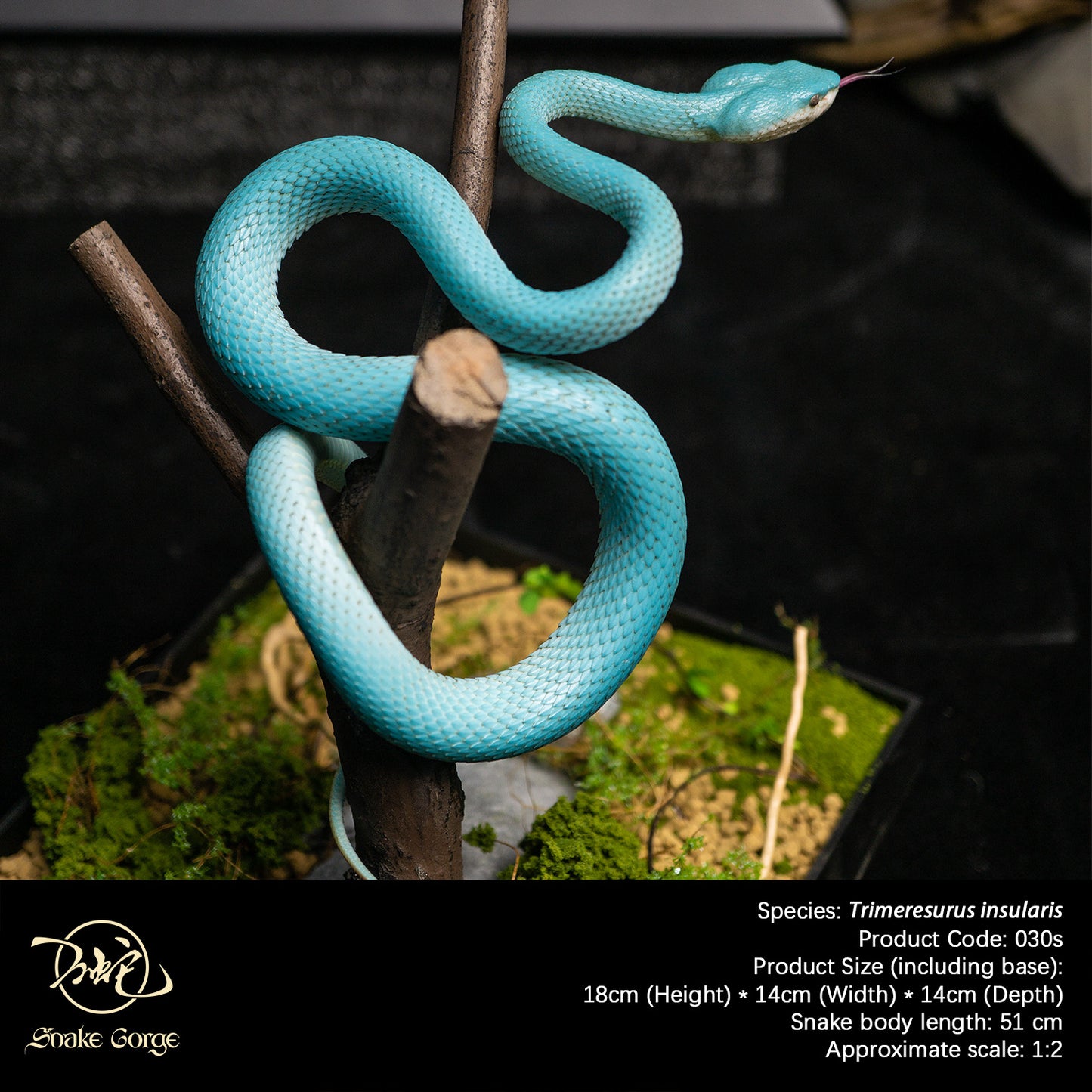 Blue Island Pit Viper/ Trimeresurus insularis Resin Model