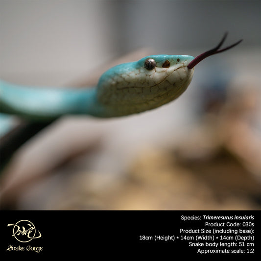 Blue Island Pit Viper/ Trimeresurus insularis Resin Model