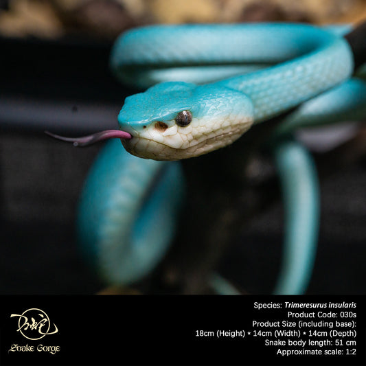 Blue Island Pit Viper/ Trimeresurus insularis Resin Model