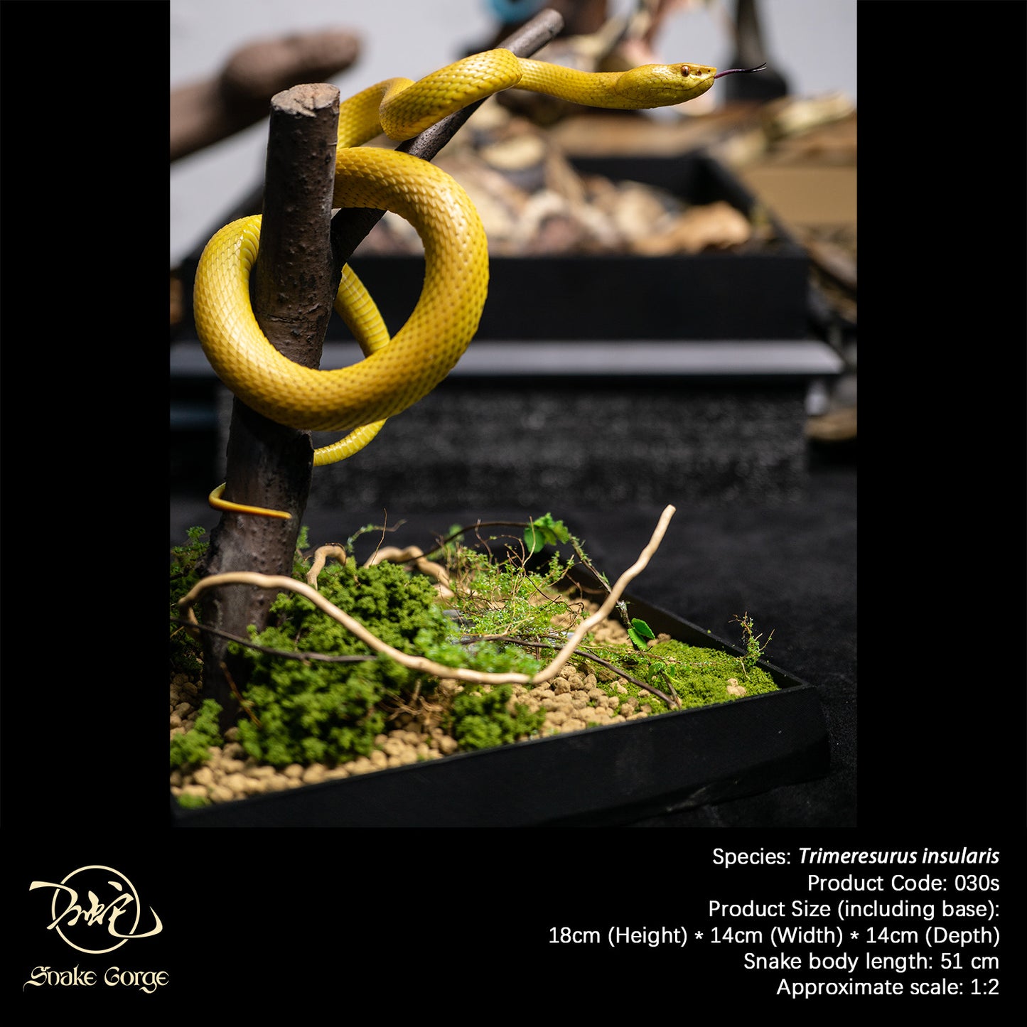 Yellow Island Pit Viper/ Trimeresurus insularis Resin Model