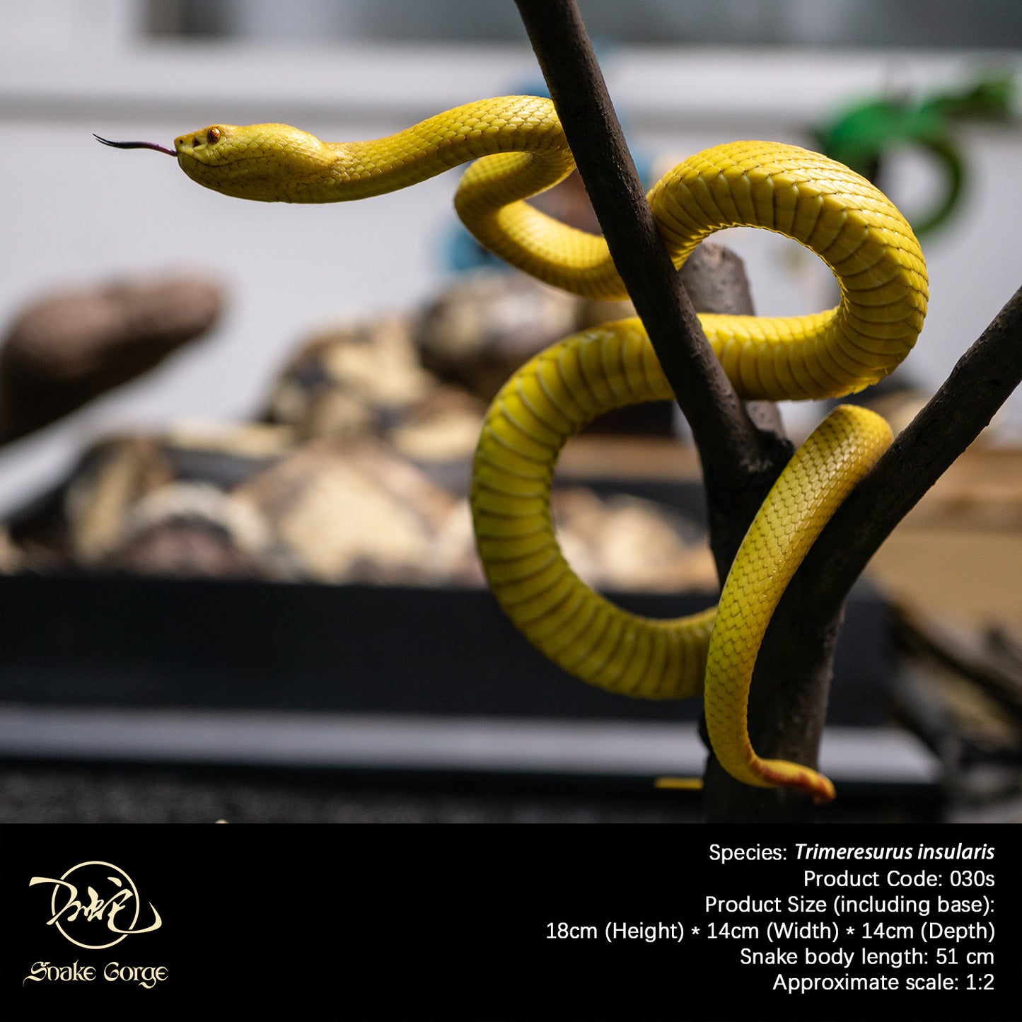 Yellow Island Pit Viper/ Trimeresurus insularis Resin Model