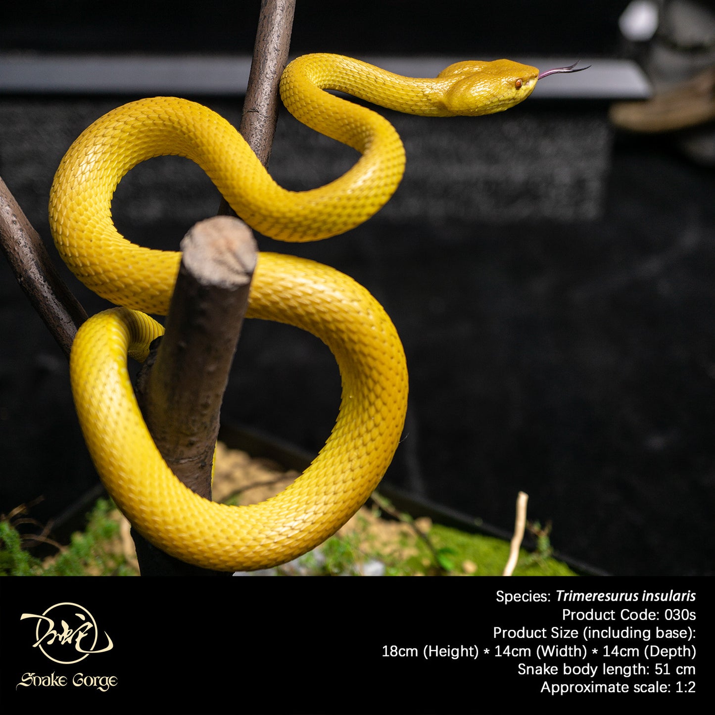 Yellow Island Pit Viper/ Trimeresurus insularis Resin Model