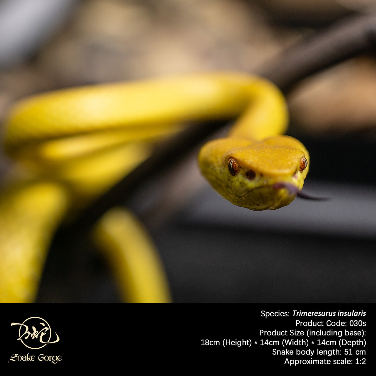Yellow Island Pit Viper/ Trimeresurus insularis Resin Model