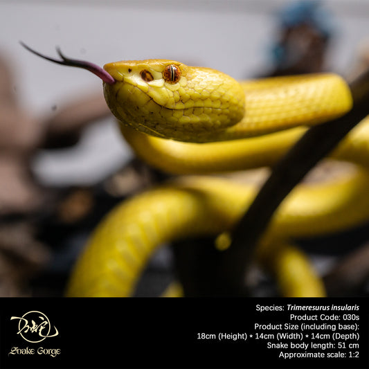 Yellow Island Pit Viper/ Trimeresurus insularis Resin Model