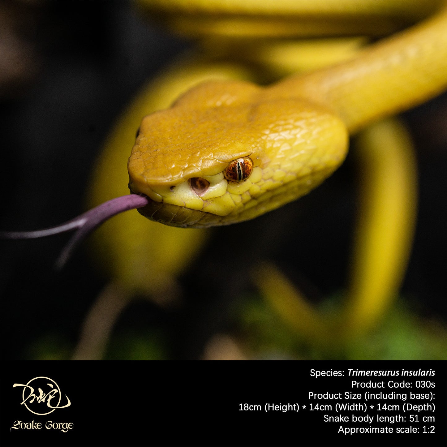 Yellow Island Pit Viper/ Trimeresurus insularis Resin Model